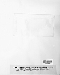 Prosthecium pyriforme image